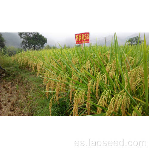 Buen precio para Qianliangygou 58 Semilla de arroz